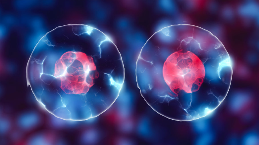 Replication-And-Division-Of-Nuclei-And-Cells